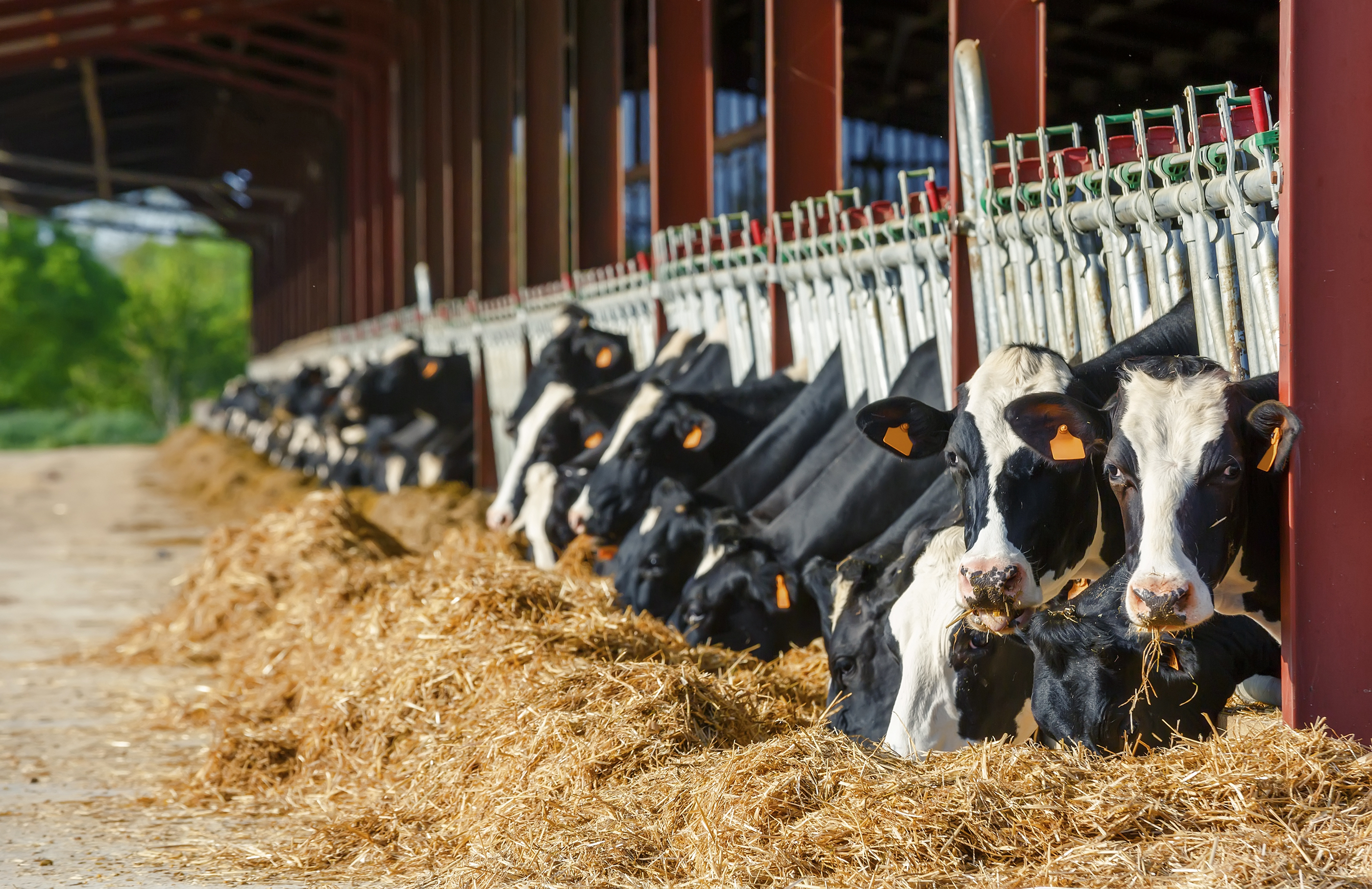 Cows eating hay after feed analysis.